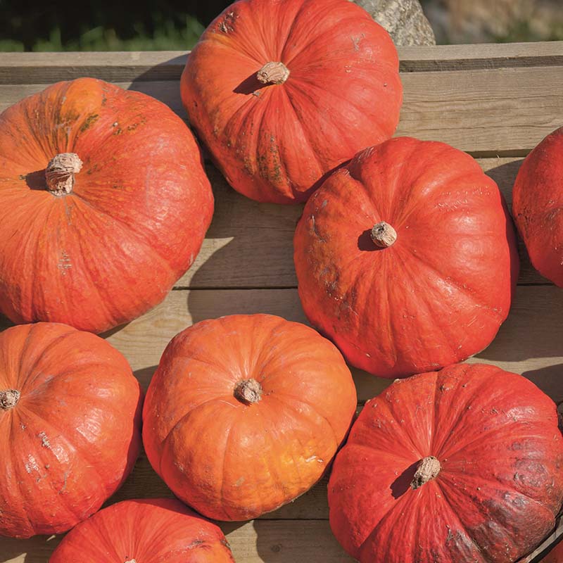 Pumpkin Cinderella Seed