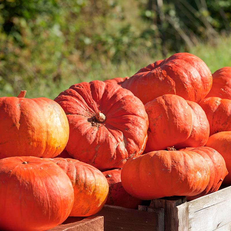 Pumpkin Cinderella Seed