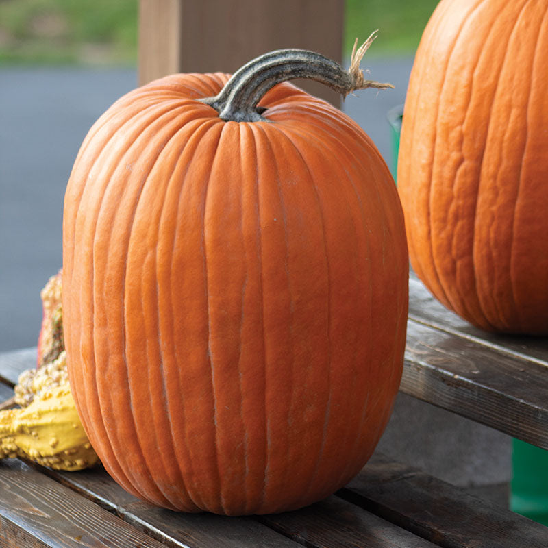 Pumpkin Aladdin F1 Seed