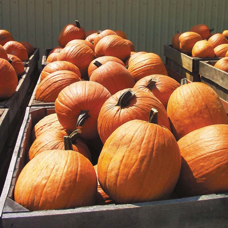 Pumpkin Aladdin F1 Seed