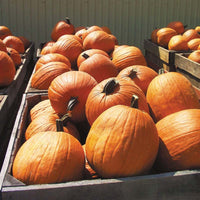 Pumpkin Aladdin F1 Seed