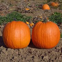 Pumpkin Aladdin F1 Seed