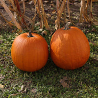 Pumpkin Aladdin F1 Seed