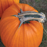 Pumpkin Howden Biggie Seed