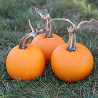 Pumpkin Lil’ Ironsides F1 Seed
