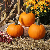 Pumpkin Lil’ Ironsides F1 Seed