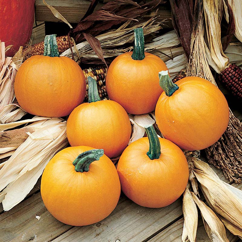 Pumpkin Lil’ Ironsides F1 Seed