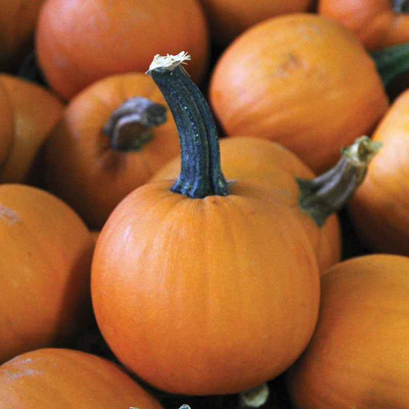 Pumpkin Lil’ Ironsides F1 Seed