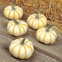 Pumpkin Lil Pump-Ke-Mon F1 Seed