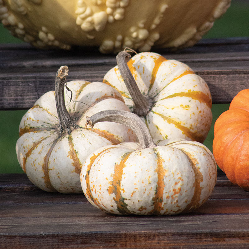 Pumpkin Lil Pump-Ke-Mon F1 Seed