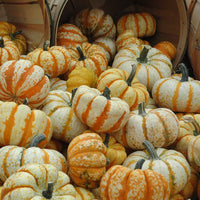 Pumpkin Lil Pump-Ke-Mon F1 Seed