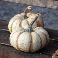 Pumpkin Lil Pump-Ke-Mon F1 Seed