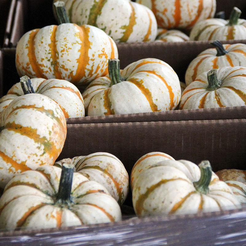 Pumpkin Lil Pump-Ke-Mon F1 Seed