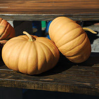 Pumpkin Long Island Cheese Seed