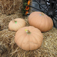 Pumpkin Long Island Cheese Seed