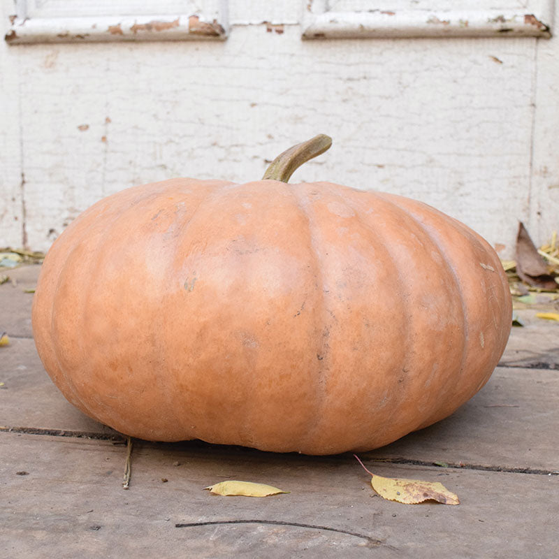 Pumpkin Long Island Cheese Seed