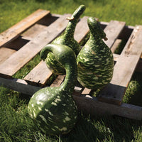 Gourd Big Boy Mix Seed