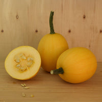 Squash Small Wonder F1 Seed