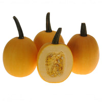 Squash Small Wonder F1 Seed