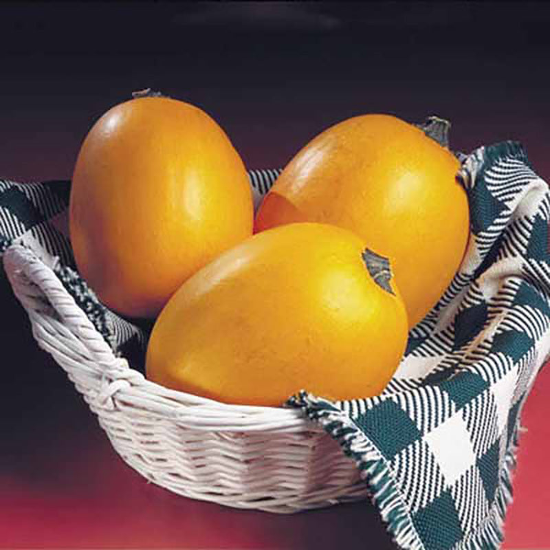 Squash Small Wonder F1 Seed