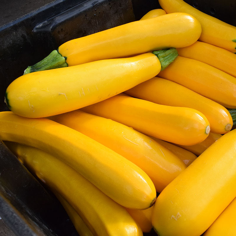 Squash Golden Rod F1 Seed
