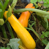 Squash Golden Rod F1 Seed