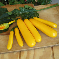 Squash Golden Rod F1 Seed