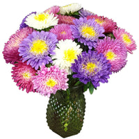 Aster Standy Mix Seed