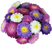 Aster Standy Mix Seed