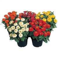 Zinnia Zinnita Mix Seed