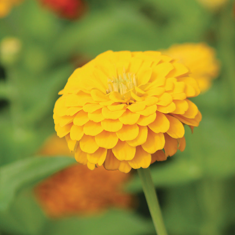 Zinnia Zinnita Mix Seed