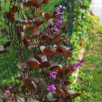 Hyacinth Bean Ruby Moon Seed