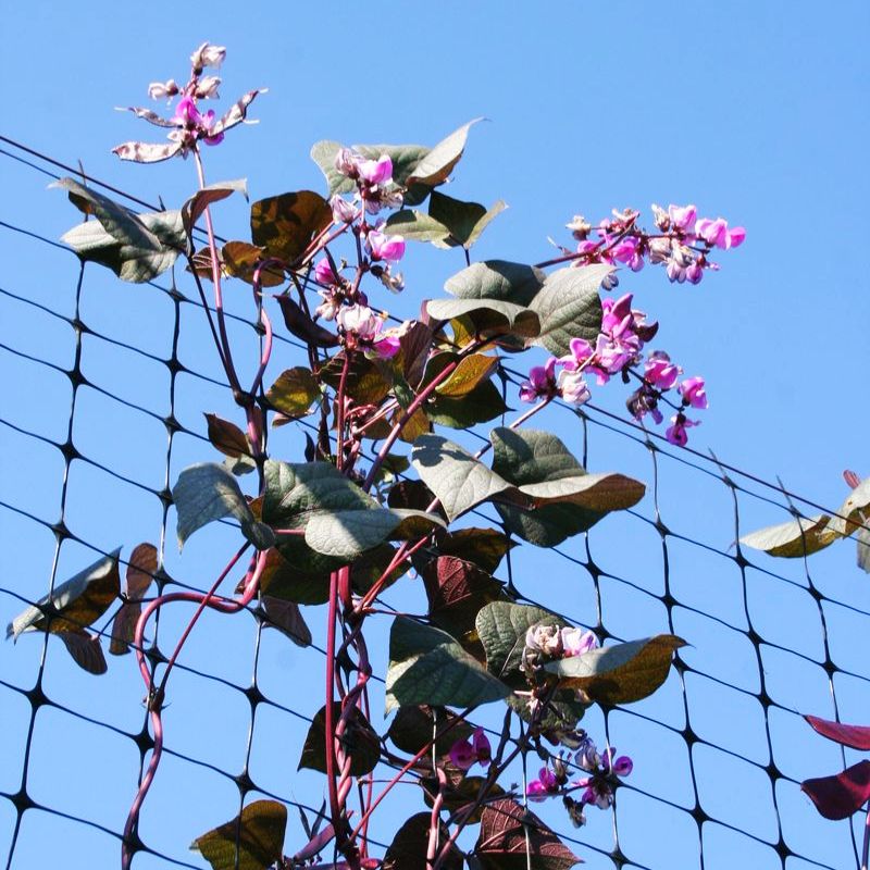 Hyacinth Bean Ruby Moon Seed