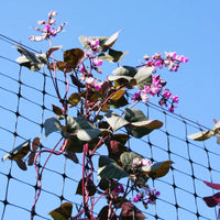 Hyacinth Bean Ruby Moon Seed
