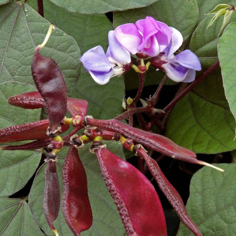 Hyacinth Bean Ruby Moon Seed