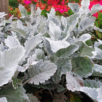 Dusty Miller Cirrus Seed
