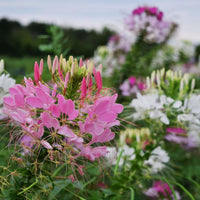 Cleome Queen Mix Seed