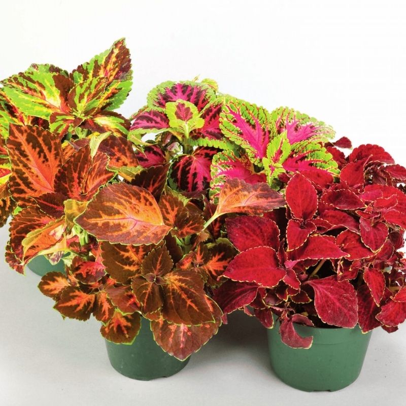 Coleus Superfine Rainbow Masterblends Mix Seed