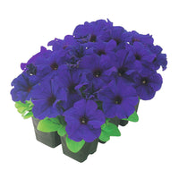 Petunia Dreams Patriot Mix F1 Seed