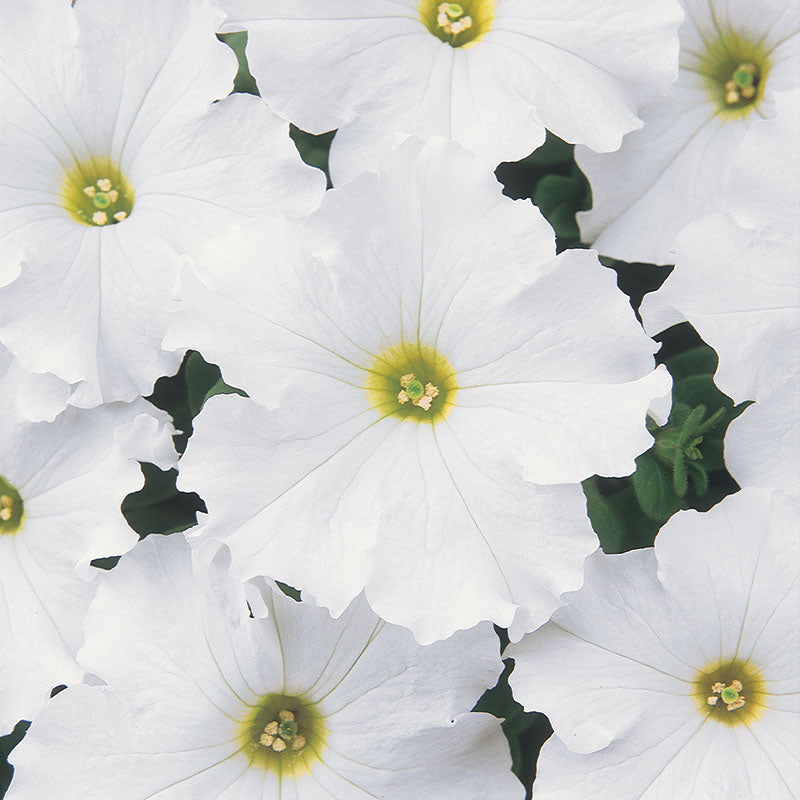 Petunia Dreams Patriot Mix F1 Seed