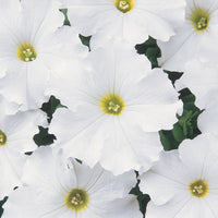 Petunia Dreams Patriot Mix F1 Seed