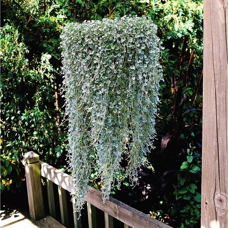 Dichondra Silver Falls Seed