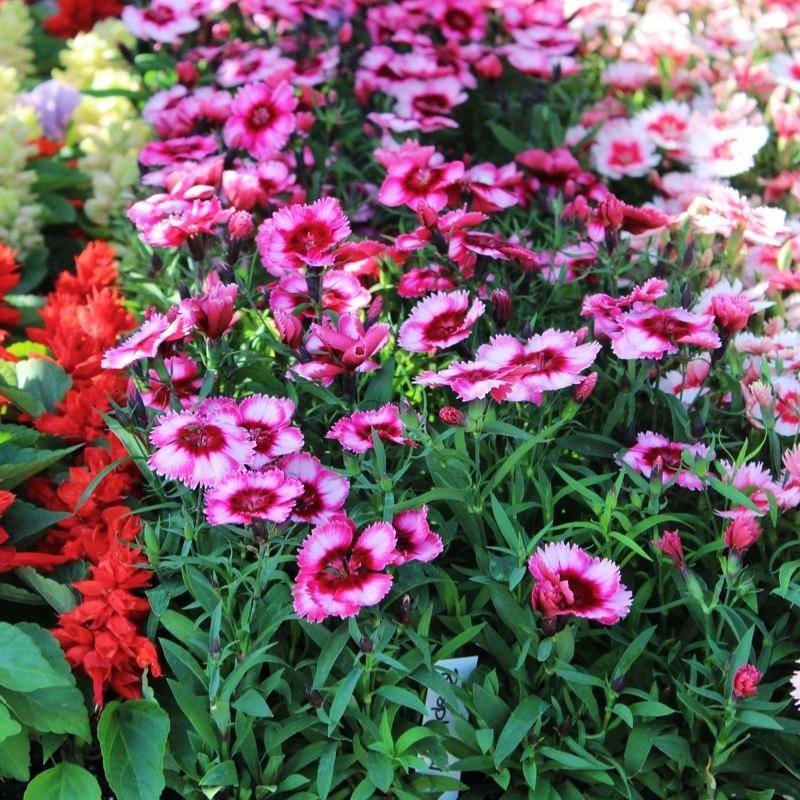 Dianthus Super Parfait Raspberry F1 Seed
