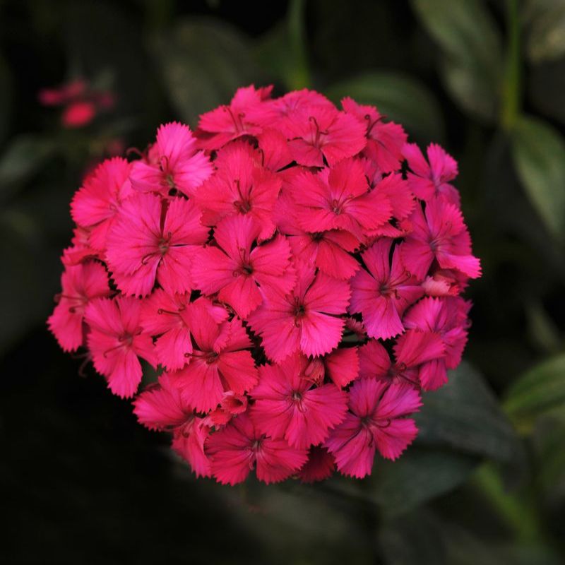 Dianthus Amazon Neon Cherry F1 Seed