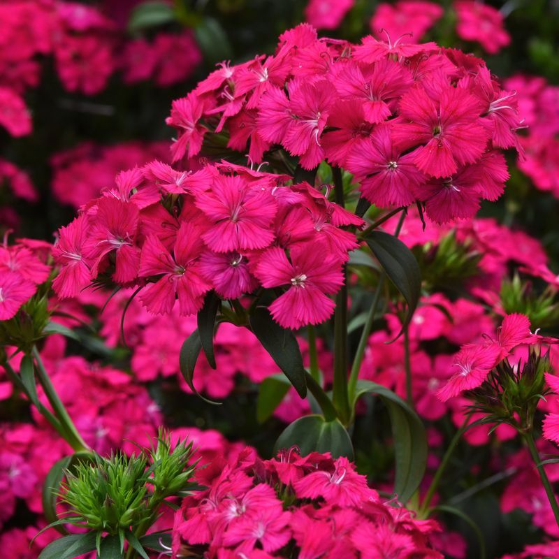 Dianthus Amazon Neon Cherry F1 Seed
