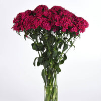Dianthus Amazon Neon Cherry F1 Seed