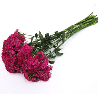 Dianthus Amazon Neon Cherry F1 Seed