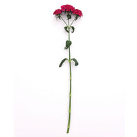 Dianthus Amazon Neon Cherry F1 Seed