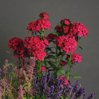 Dianthus Amazon Neon Cherry F1 Seed
