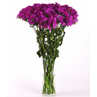 Dianthus Amazon Neon Purple F1 Seed